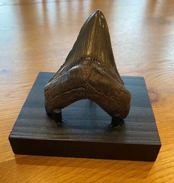 Megalodon Fossil Shark Tooth Display Stand 11x9cm - Hand Made