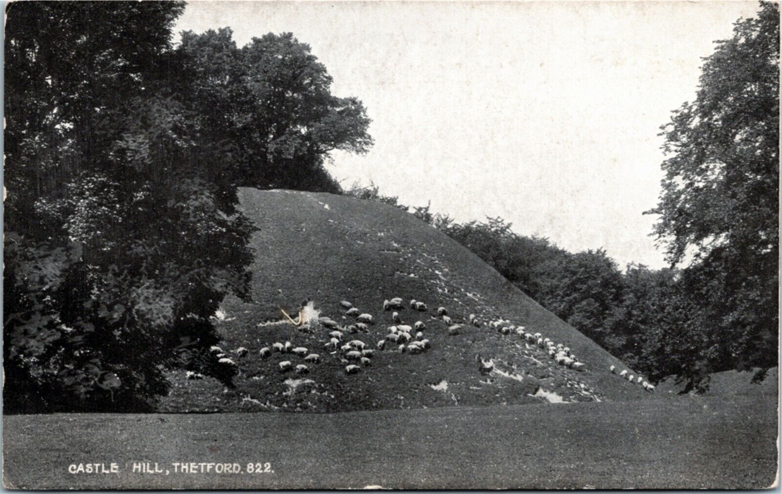 Postcard UK Thetford Ships Grazing on Castle Hill C.1910 K6