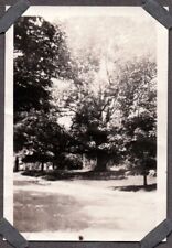 VINTAGE PHOTOGRAPH McCORMICK HOUSE TREES WEST ROXBURY MASSACHUSETTS OLD PHOTO picture