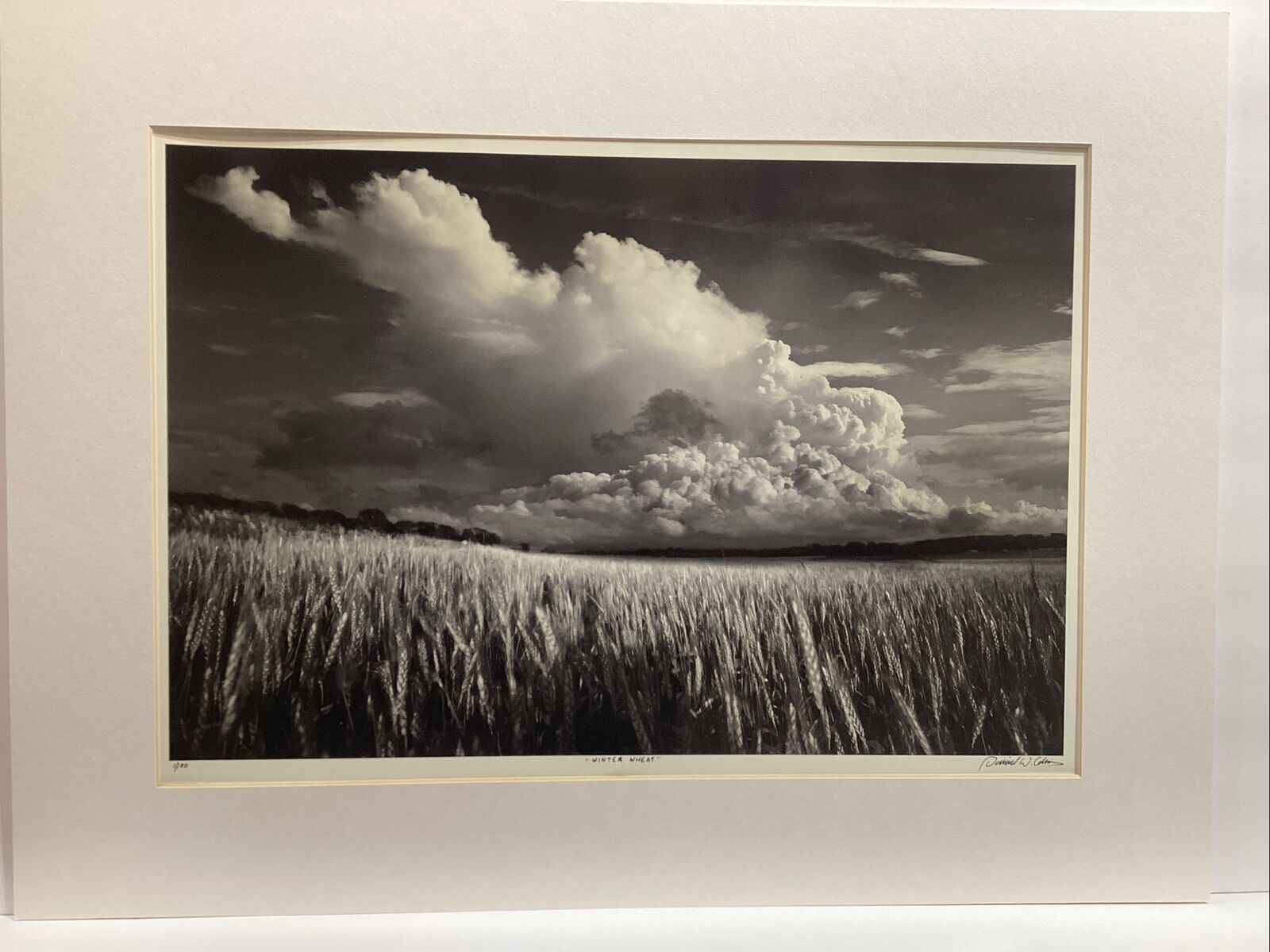 RARE Photograph by Daniel W. Coburn ( Winter Wheat) Ed. 1/100 20” X13”