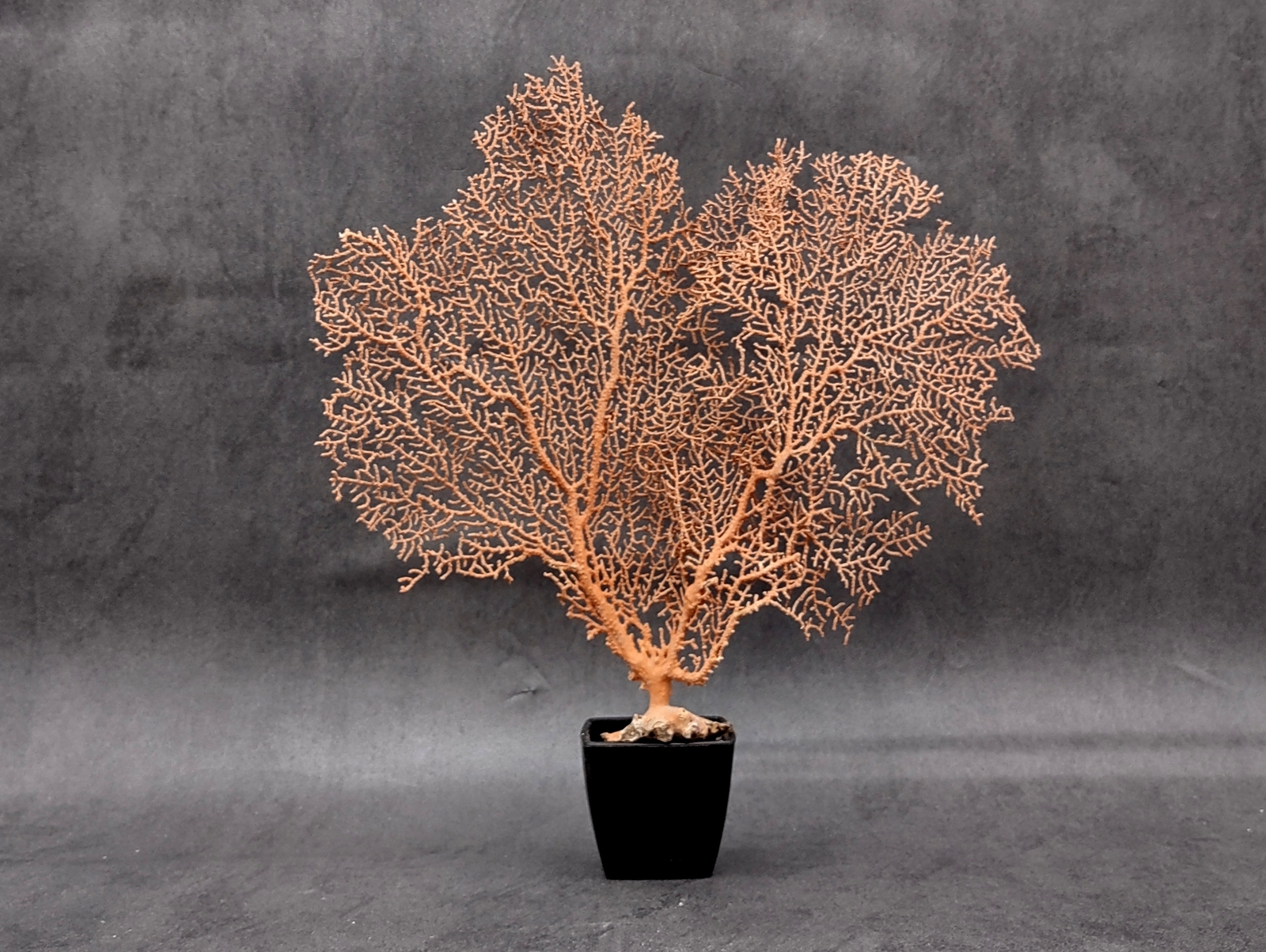 Red Orange Sea Fan Coral Echinogorgia SP (1 fan approx. 7-9+ inches) Red Orange Sea Fan Coral Echinogorgia SP (1 fan approx. 7-9+ inches)