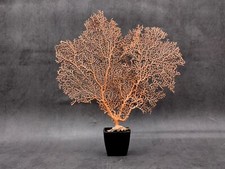 Red Orange Sea Fan Coral Echinogorgia SP (1 fan approx. 7-9+ inches) picture
