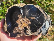 Wyoming Eden Valley Petrified Wood With Contrasting Banded Agate End Cut picture