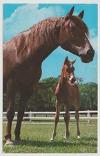UVM DONNA & MARGIE MORGAN MARE & FOAL Horse Postcard WEYBRIDGE VT picture