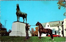 Morgan Horse Statue, University of Vermont Horse Farm, WEYBRIDGE, VT Postcard picture