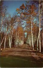 Shelburne White Mts NH Old Car Walker Road Lined Birches 1950 Teich Postcard UNP picture