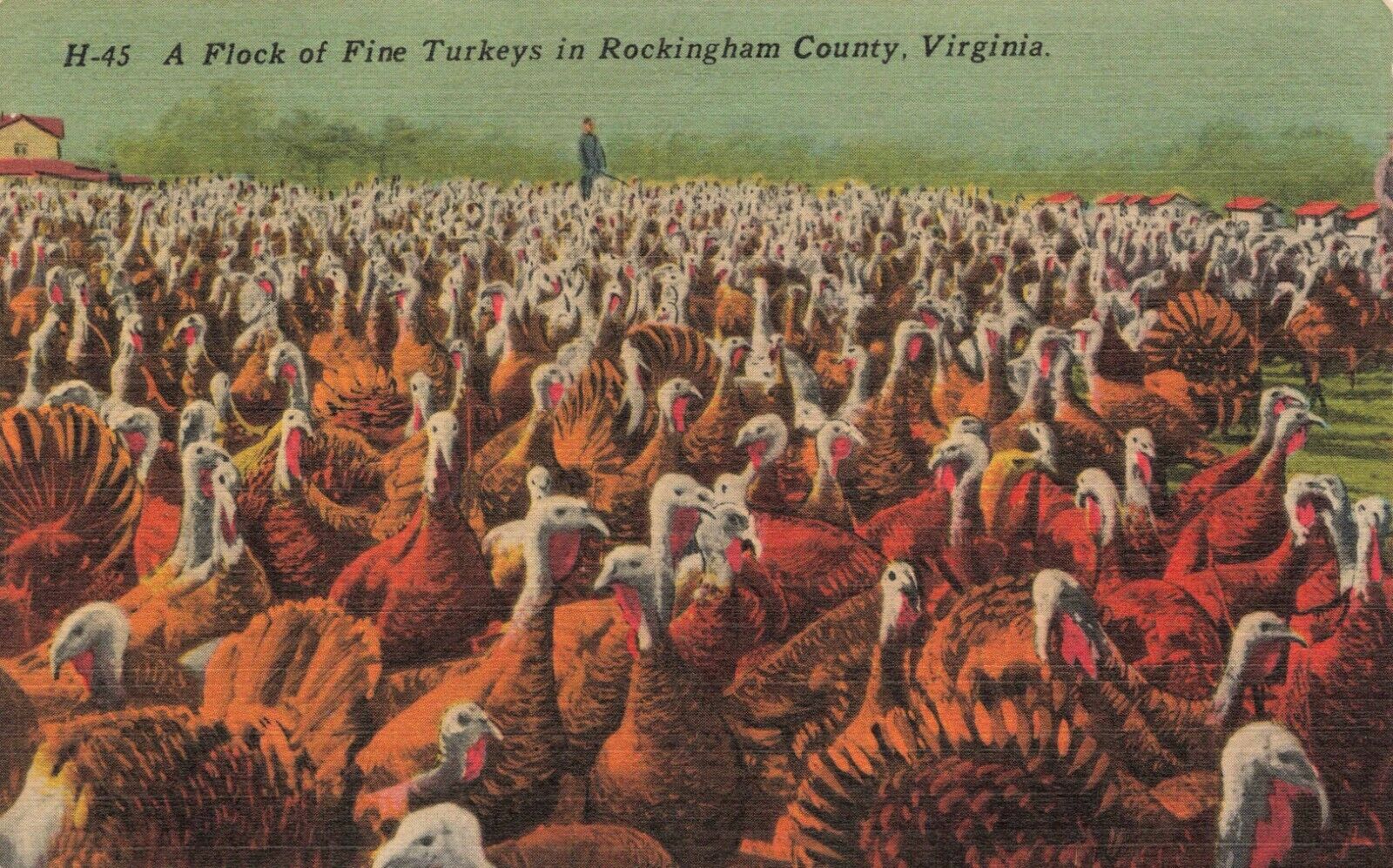 Postcard Ephemera Turkeys in Rockingham County Virginia Shenandoah Valley USA