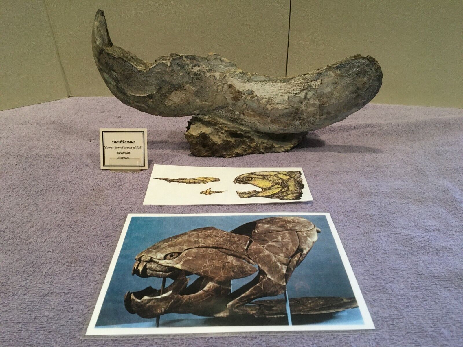DUNKLEOSTEUS-COMPLETE LOWER JAW-DEVONIAN-ARMORED FISH-MUSEUM GRADE FOSSIL