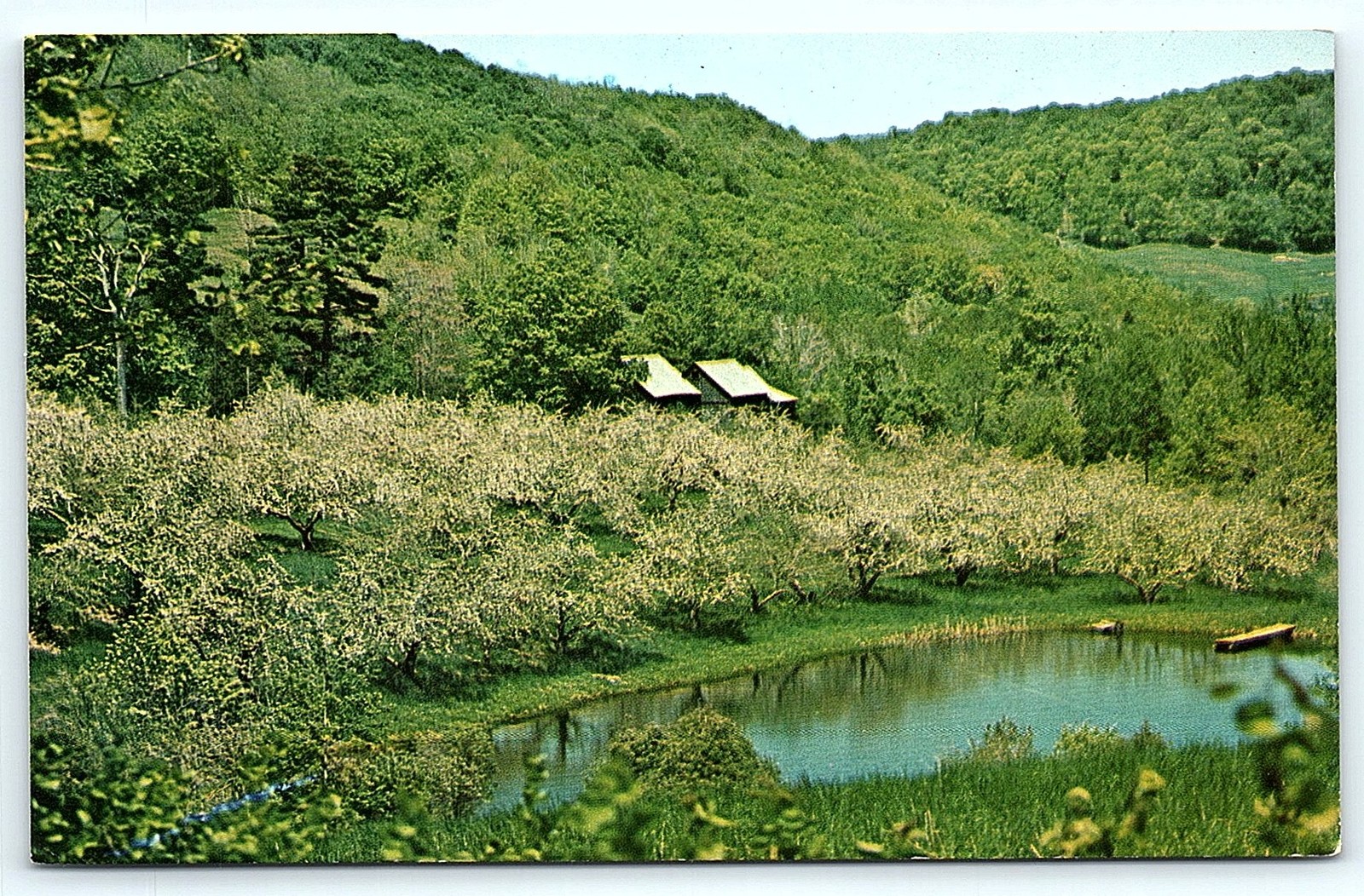 Pomfret, Vermont Springtime Blossoming Trees & Pond