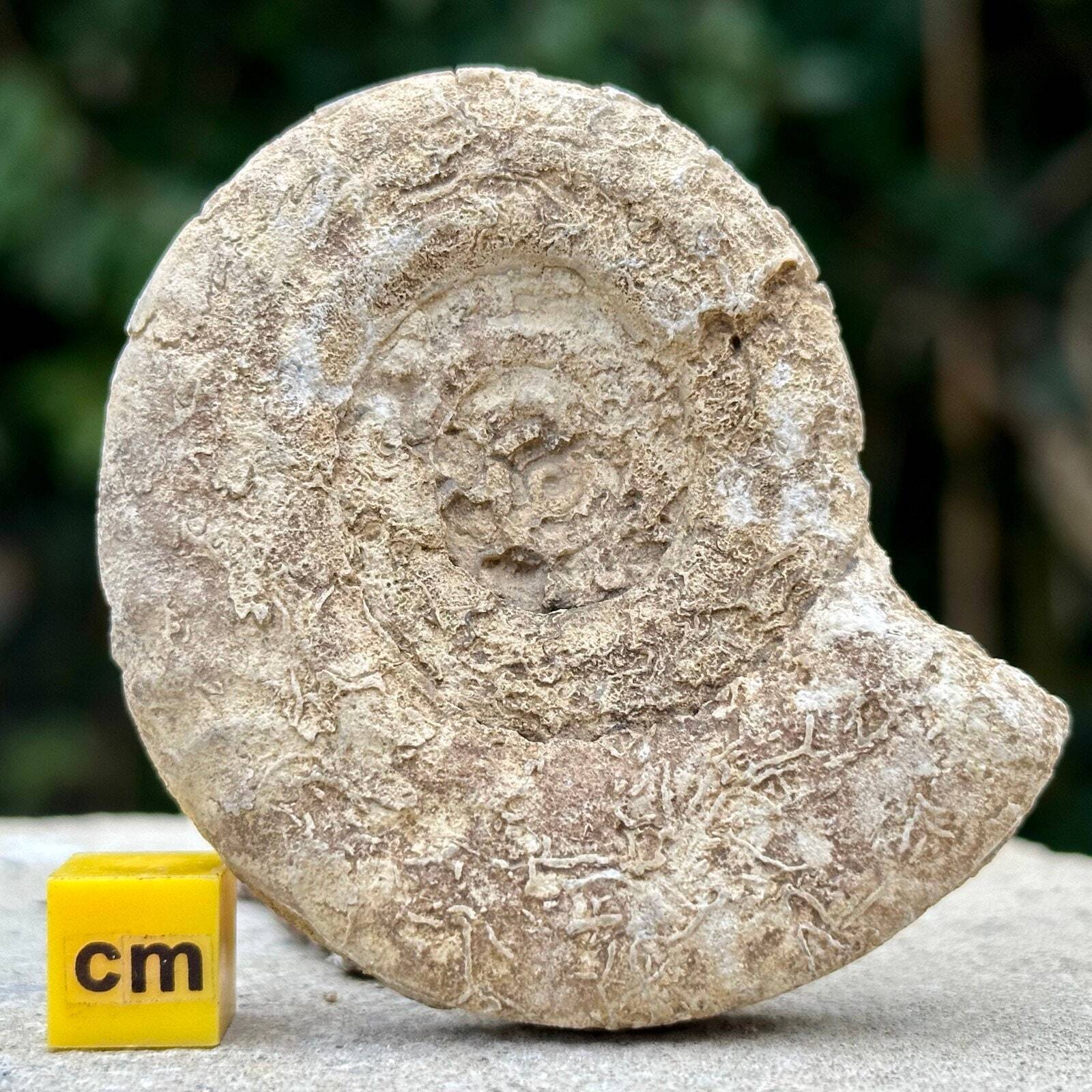 Somerset ammonite fossil, british fossils, prehistoric, kids, gift