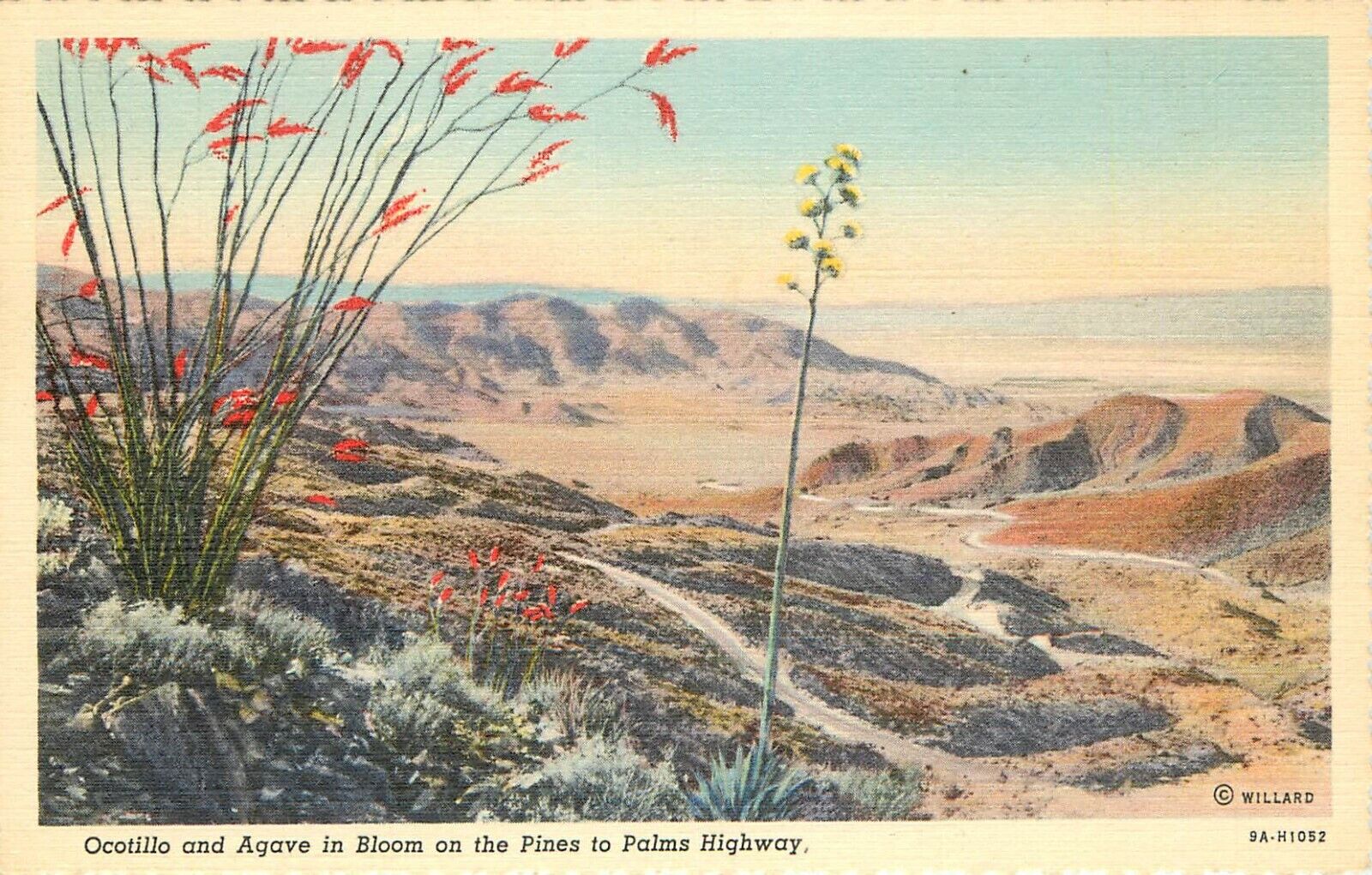 Willard Linen Postcard; Ocotillo & Agave in Bloom, Palms to Pines Highway 74 CA