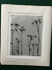 Edwin Hale Lincoln Study Wildflowers of New England Vintage Print 1904 picture