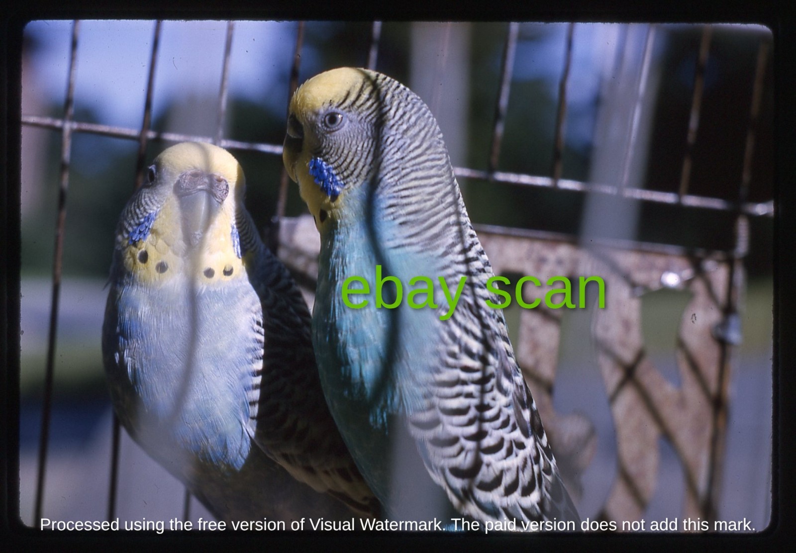 Original Slide, Pet Parakeets at Grafton State Hospital Grafton MA, 1964 Original Slide, Pet Parakeets at Grafton State Hospital Grafton MA, 1964