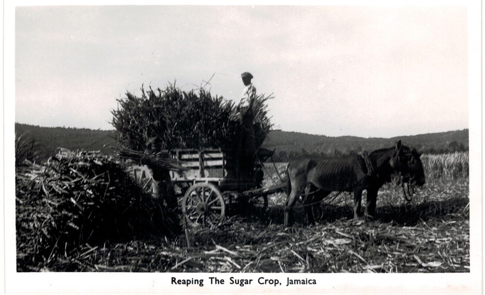 Jamaica RPPC Native Reaping Sugar Crop Real Photo Mint 