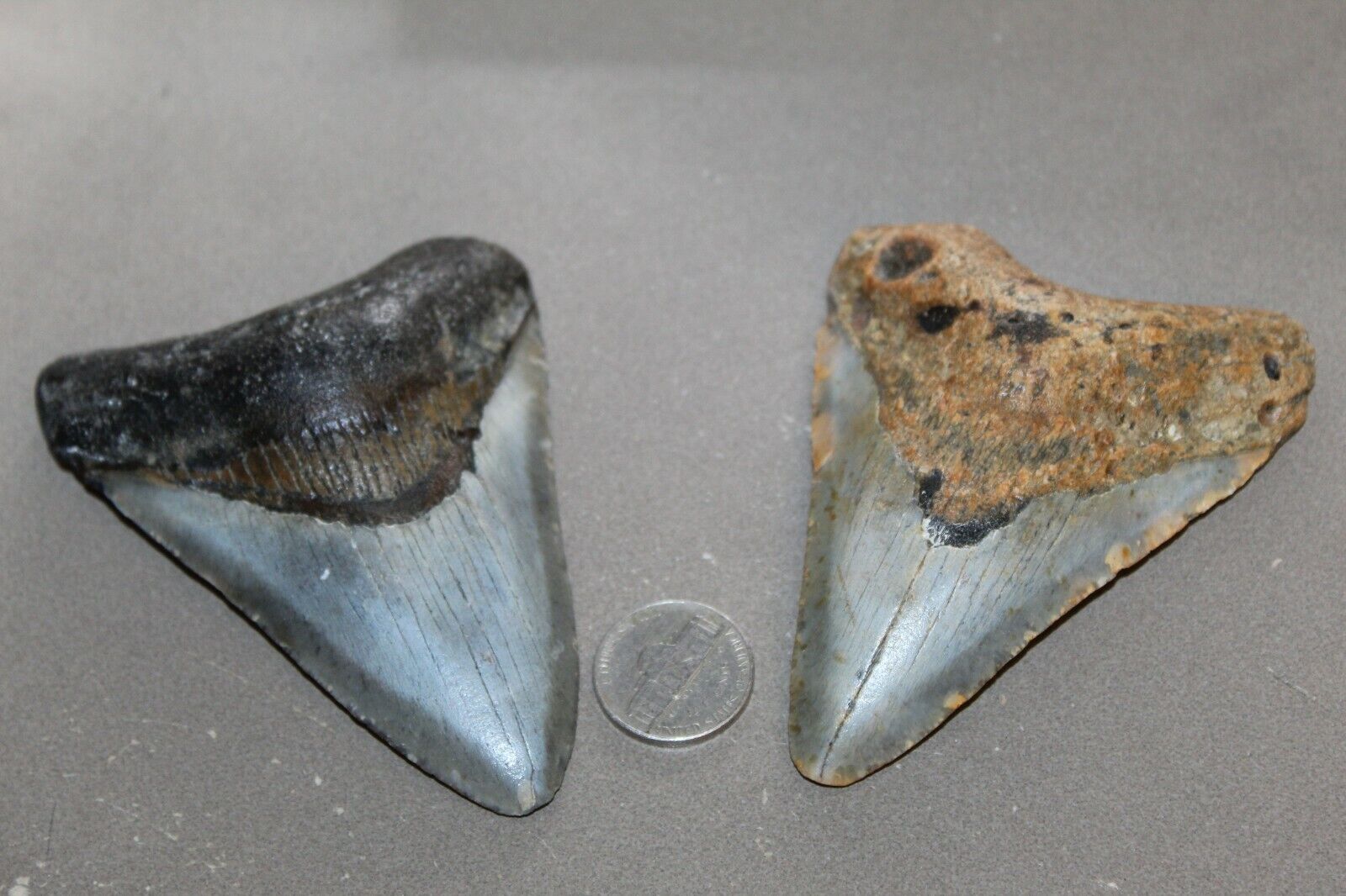 MEGALODON Fossil Giant Shark Teeth Natural Large LOT OF 2 BEAUTIFUL TEETH