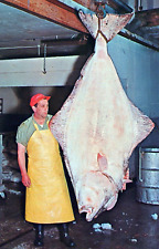 VINTAGE POSTCARD ONE OF THE LARGEST HALIBUT EVER LANDED PRINCE RUPERT BC CANADA picture