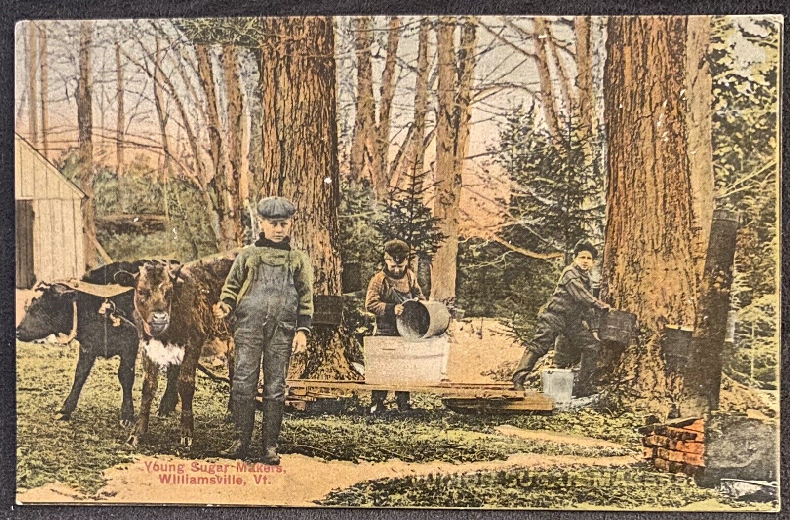 Williamsville VT Young Sugar Makers~3 Boys Making Maple Syrup~Antique Postcard