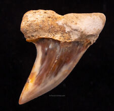 C. planus Bakersfield Mako Shark Tooth Hill Fossils        1.67”    1681   picture