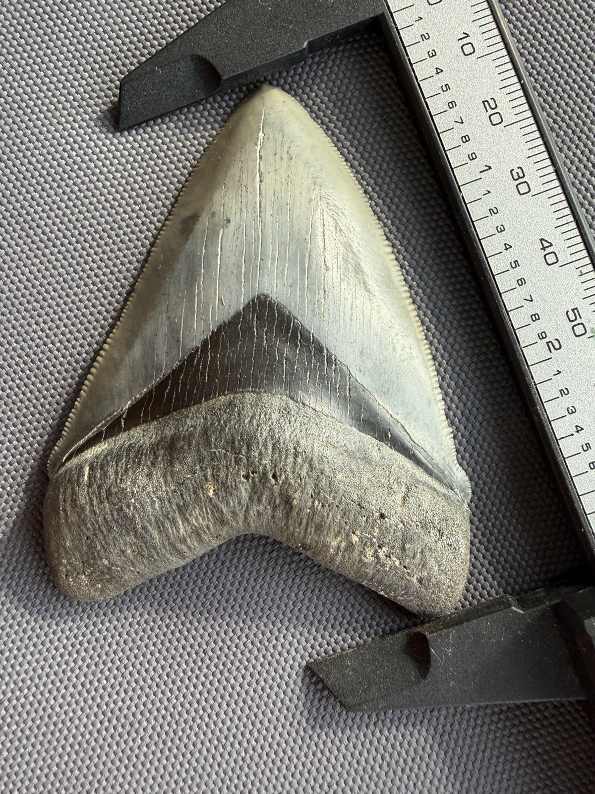 Collector Quality Megalodon Tooth - Ultra Rate Location - Charlotte Co. FL - 3” Collector Quality Megalodon Tooth - Ultra Rate Location - Charlotte Co. FL - 3”