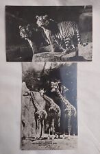 Vintage Lot Of 2 Chicago Zoological Park Brookfield Illinois Postcard Giraffes picture