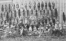 Raccoon Pelts Guns Williamsville Vermont VT - Reprint picture