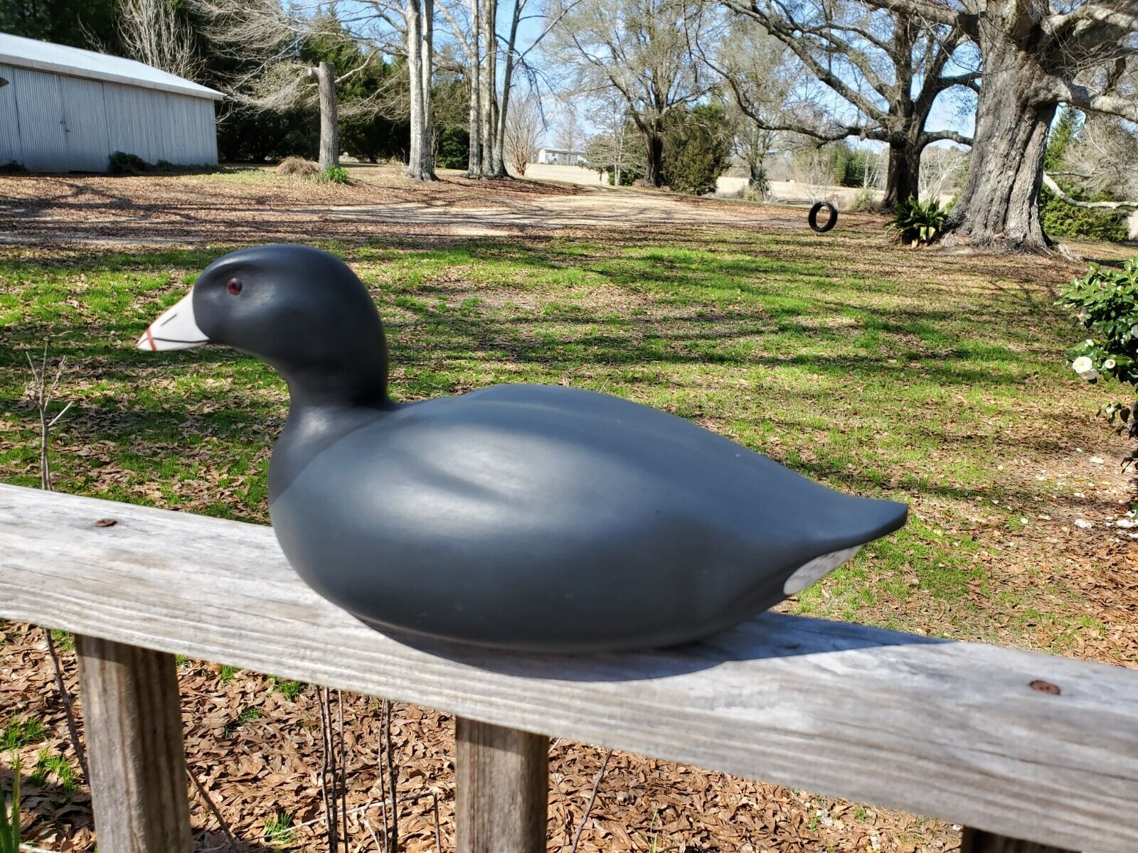 American Coot carved and painted by Lane Brigham of Thibodaux, Louisiana