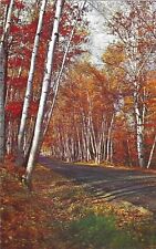 Vintage New Hampshire Chrome Postcard Birch Road Shelburne Fall picture