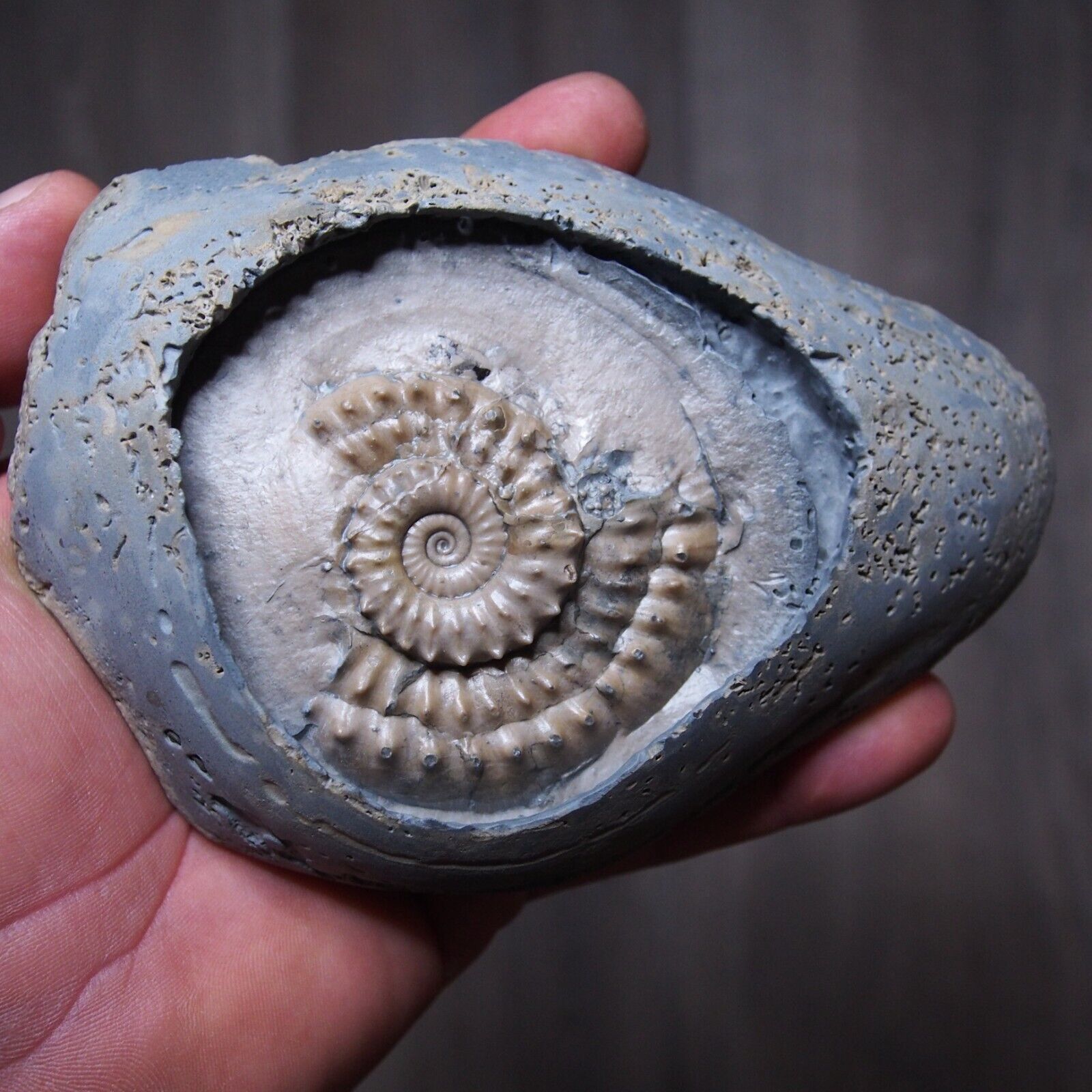 705Gr. Microderoceras Charmouth Dorset Ammonite Jurassic Fossil 