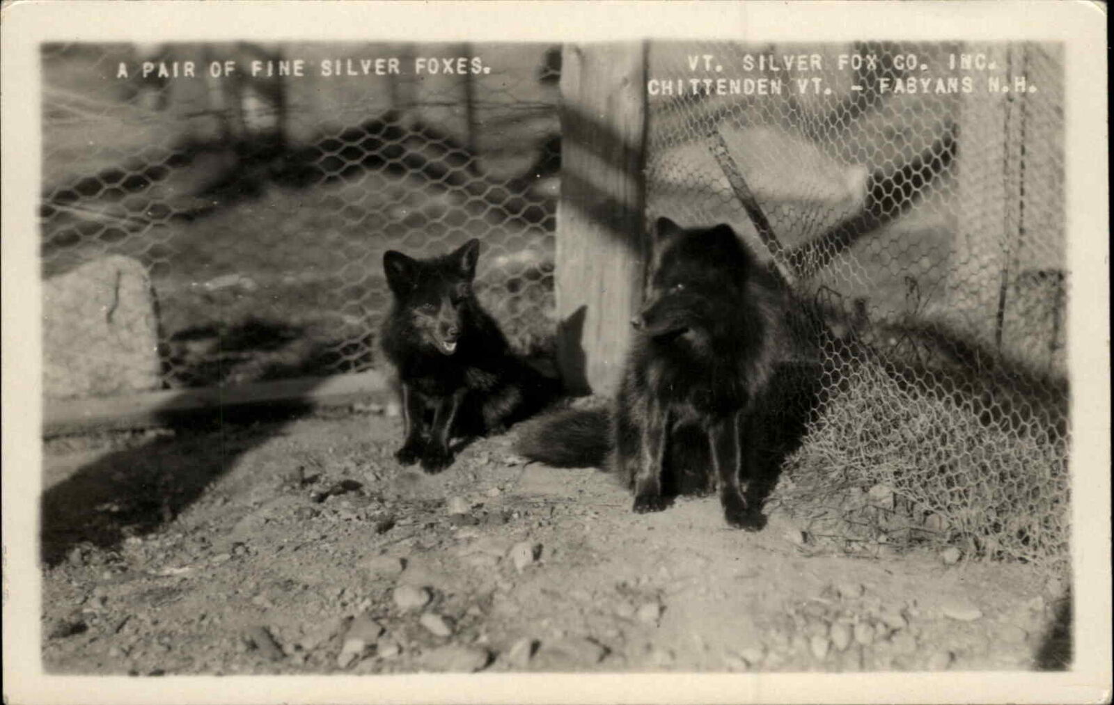 Chittenden VT Fabyans NH Silver Fox Farm c1920s Real Photo Postcard