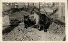 Chittenden VT Fabyans NH Silver Fox Farm c1920s Real Photo Postcard picture