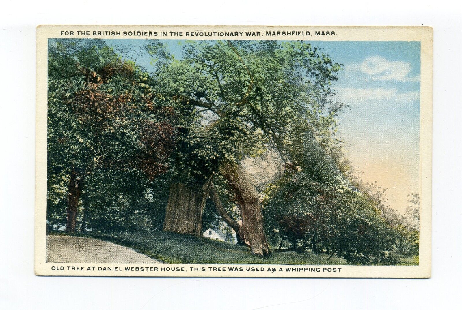 Marshfield MA postcard, tree used as a whipping post during Revolutionary War