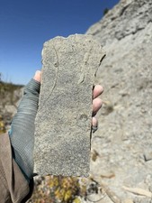 Ordovician Hash Plate- Snapshot In Time: Wilder, Kentucky- Kope Formation picture