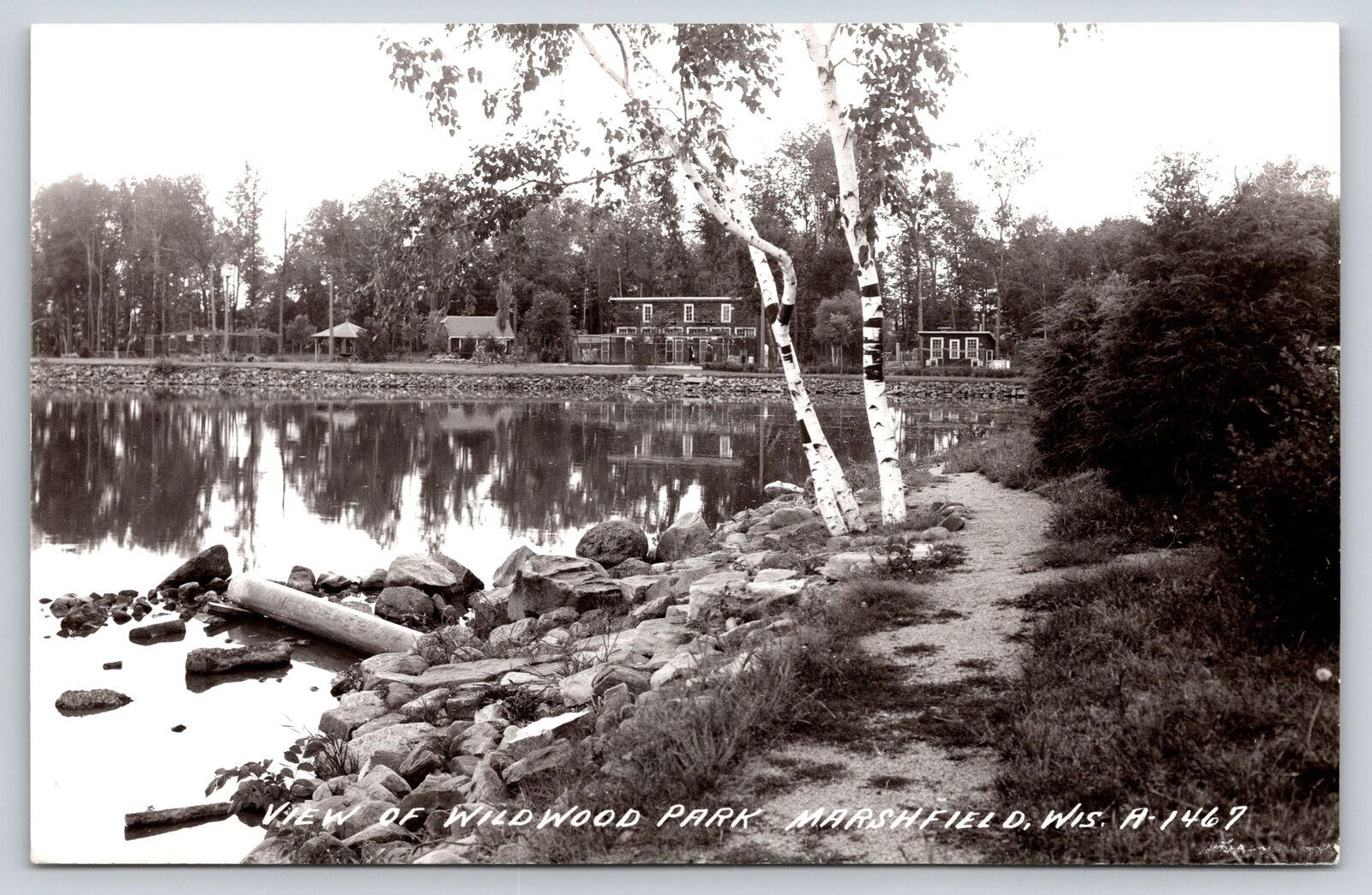 Marshfield Wisconsin~Wildwood Park View Along Water~Birch Tree~1940s RPPC