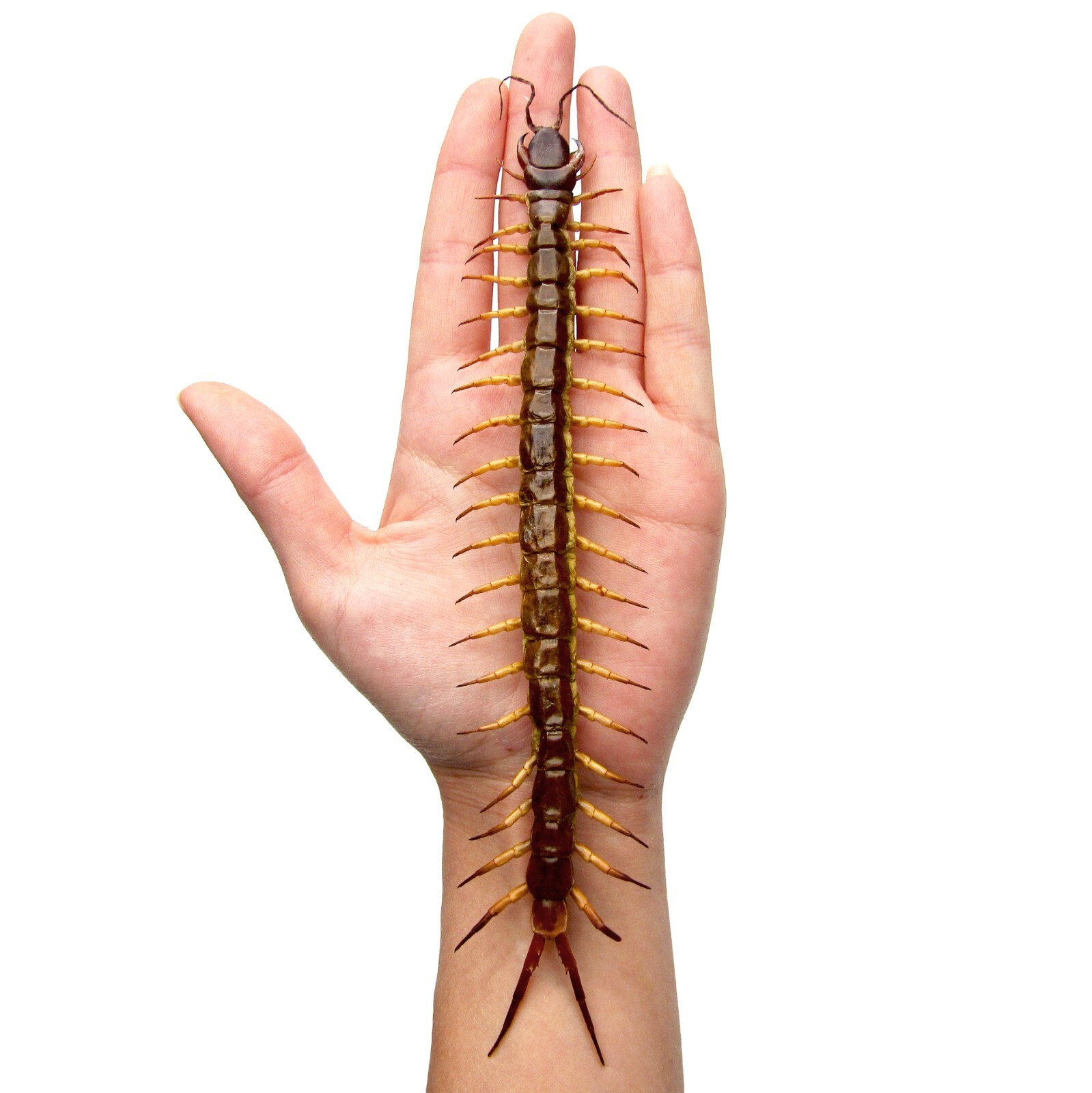 Scolopendra gigantea GIANT centipede Peru PACKAGED Scolopendra gigantea GIANT centipede Peru PACKAGED