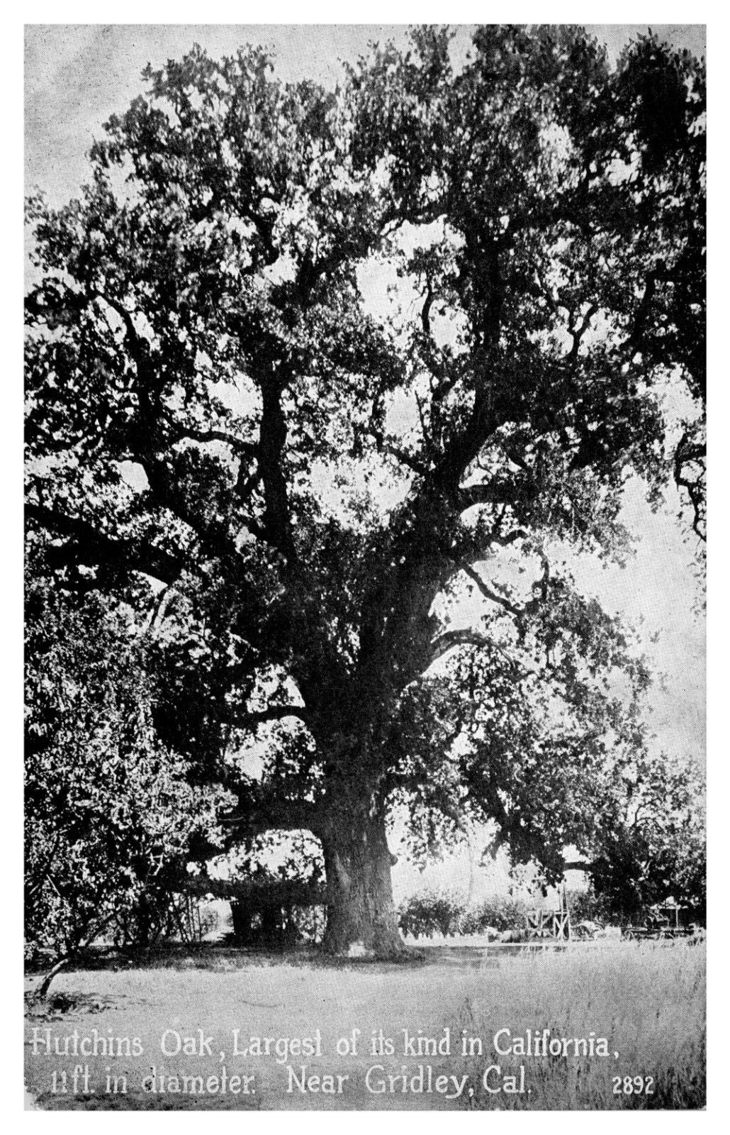 Roadside Attraction Gridley California Largest Hutchins Oak 11 Foot Diameter-A47