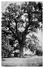 Roadside Attraction Gridley California Largest Hutchins Oak 11 Foot Diameter-A47 picture