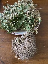 Jericho Flower, Resurrection Plant, Christmas Tradition, Blessings & Rituals picture