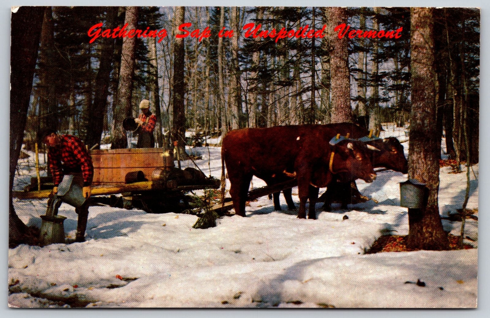 Hinesburg Vermont Gathering Sap Maple Syrup Postcard PC109 Hinesburg Vermont Gathering Sap Maple Syrup Postcard PC109