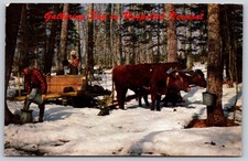 Hinesburg Vermont Gathering Sap Maple Syrup Postcard PC109 picture