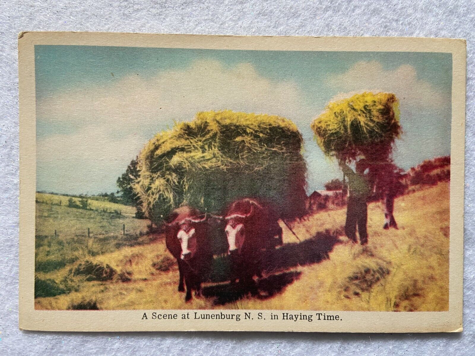 Scene at Lunenburg, N.S. Canada, in Haying Time Vintage Postcard