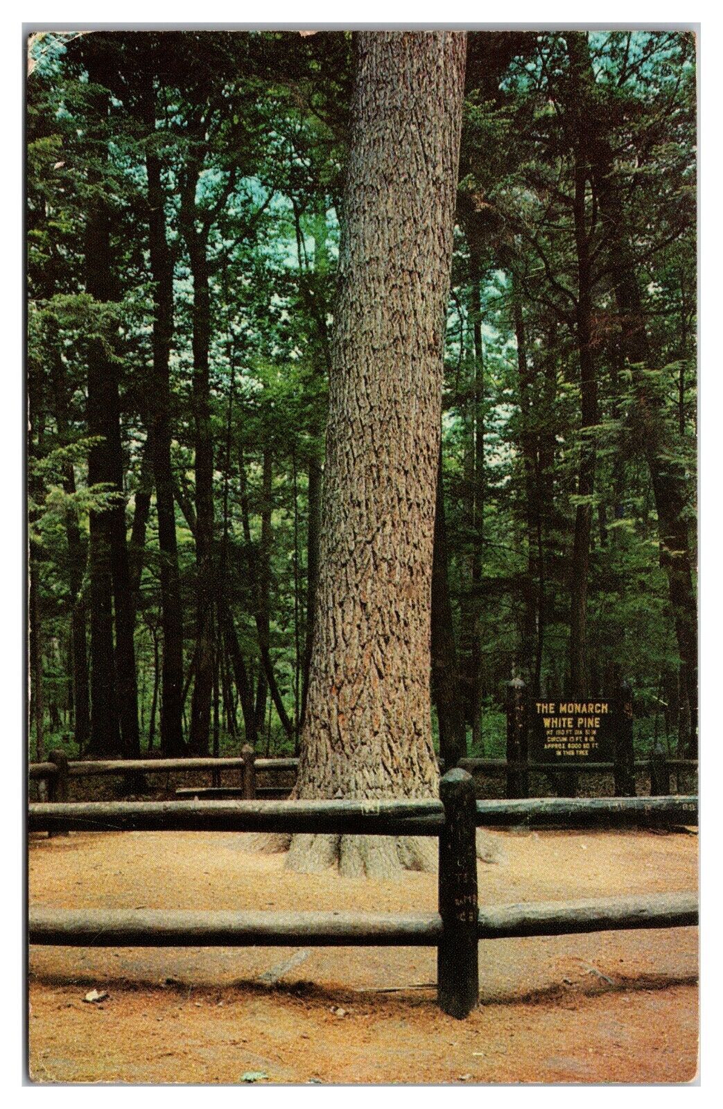 The Monarch White, Pine Hartwick Pines State Park, Grayling, Michigan Postcard