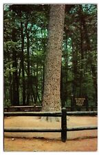 The Monarch White, Pine Hartwick Pines State Park, Grayling, Michigan Postcard picture