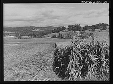 Photo:Hinesburg Vermont VT 1941 Corn Field Farm Landscape FSA picture