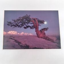 Yosemite National Pk California Jeffrey Pine Sentinel Dome Sunset Postcard c1977 picture