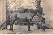 61 - ORNE - SAN55425 - L'Elevage Perche - One stallion picture