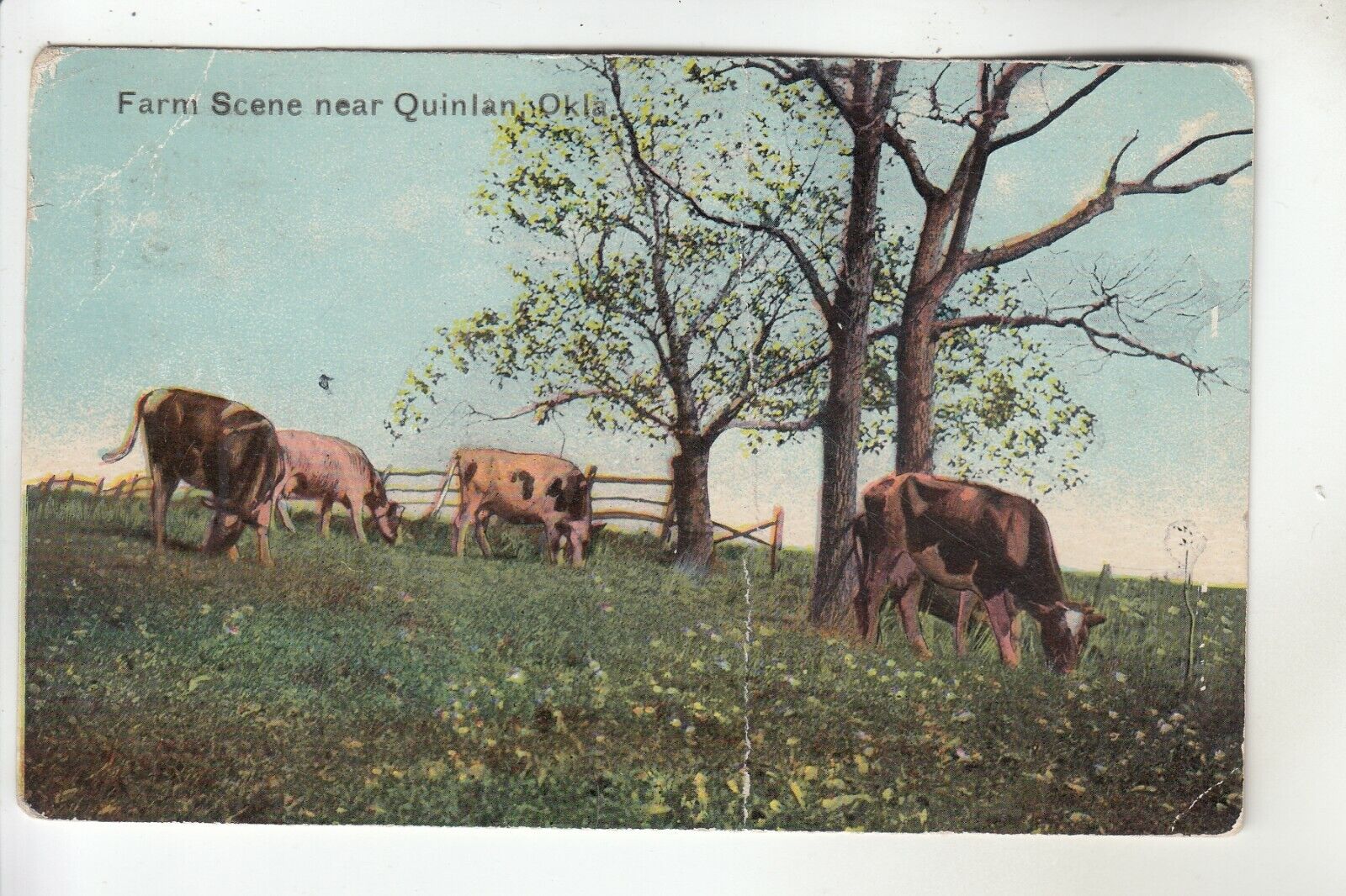 Cow Farm Scene near Quinlan OK