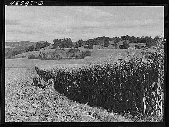 Photo:Hinesburg Vermont 1941 Harvesting Corn Farm Field FSA Photograph