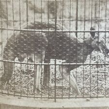 Antique 1870s Red Kangaroo At Circus In Rochester Stereoview Photo Card P4082 picture