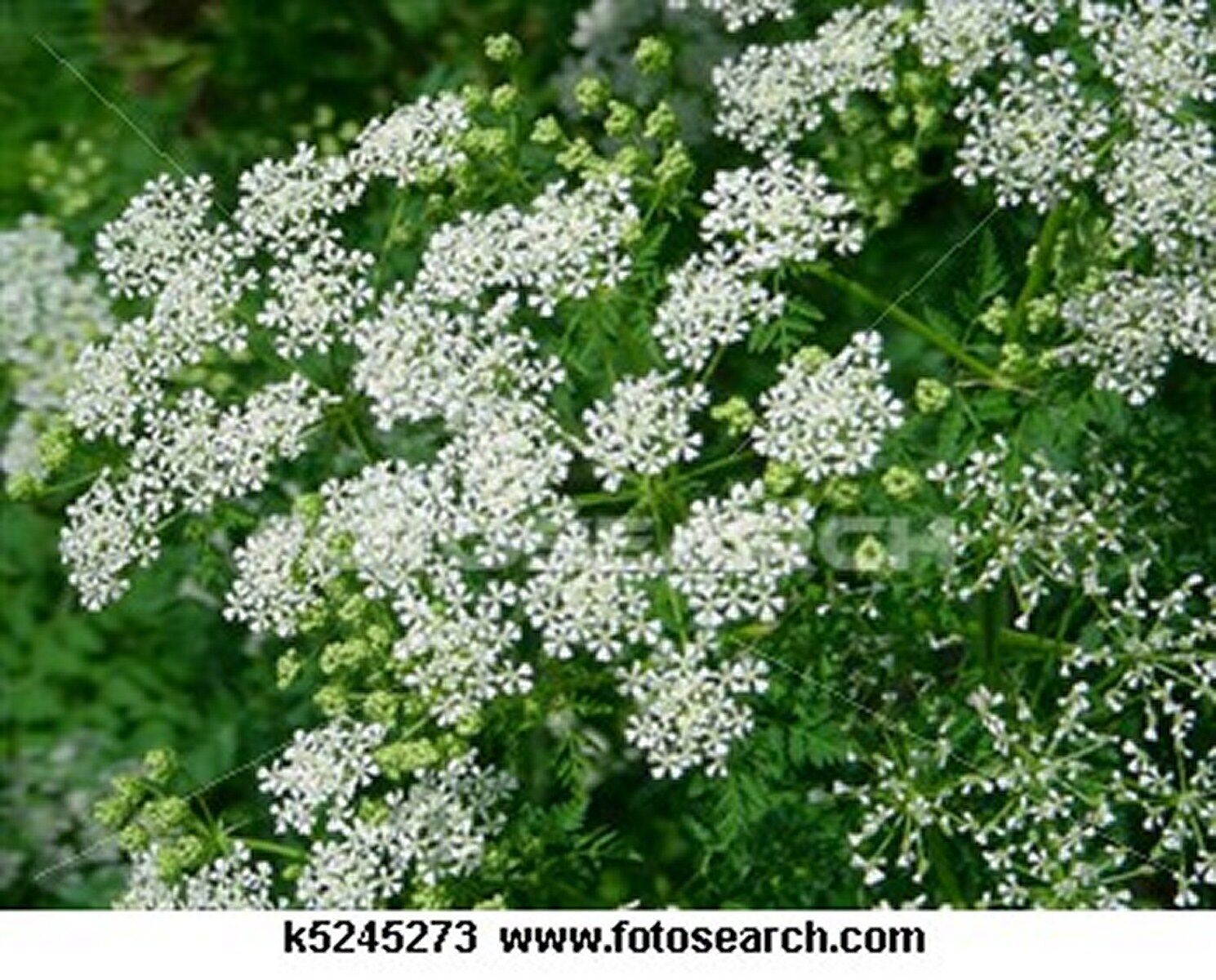 Queen Anne\'s Lace- 500 Seeds- BOGO 50% off SALE