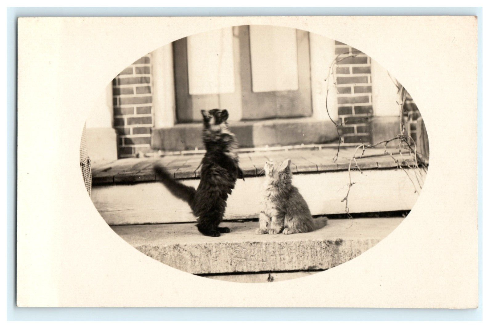 Cute Cats kittens Domestic Porch RPPC Early View Porter Thayer Williamsville VT